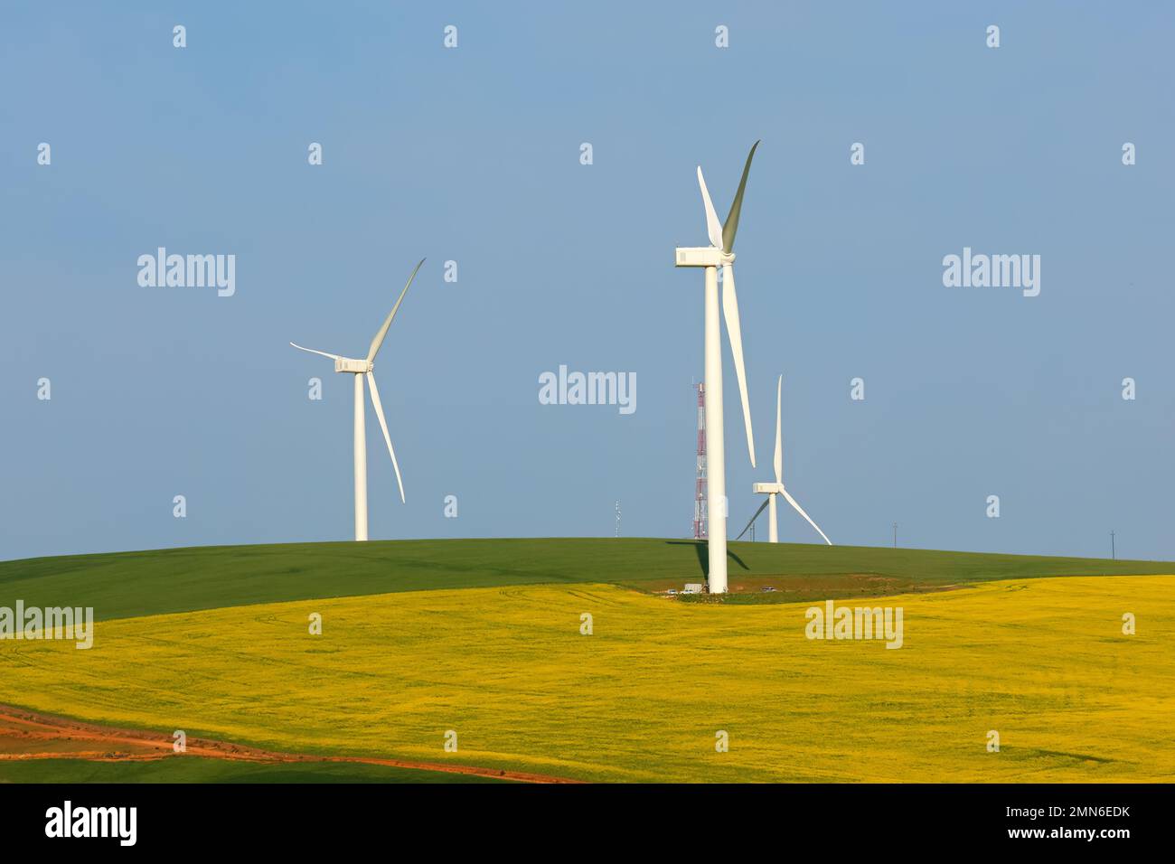 Wind turbines surrounded by lush crop fields, South Africa Stock Photo