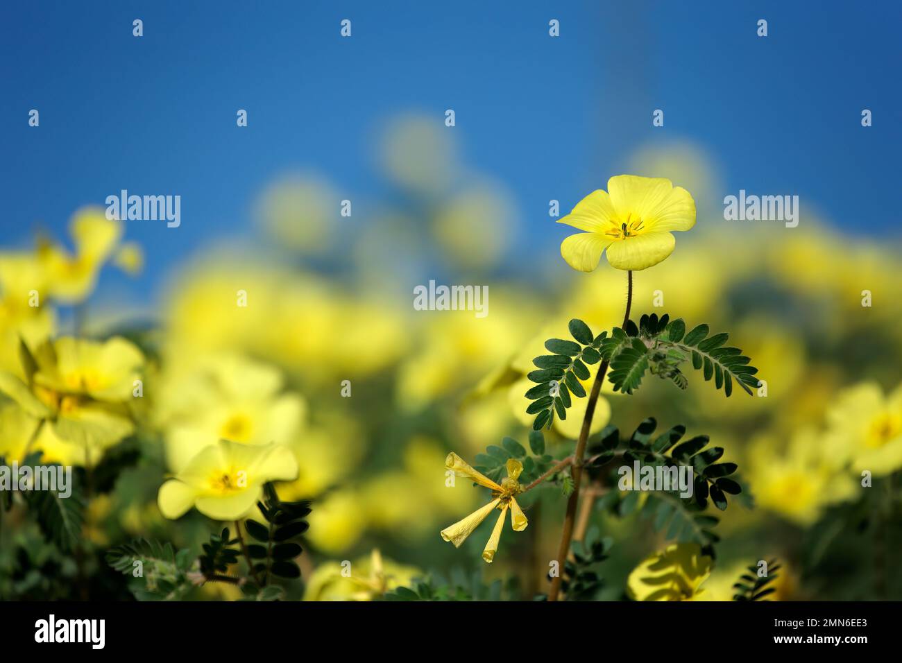 Yellow flowers of Tribulus zeyheri against a blue sky, Kalahari, South Africa Stock Photo
