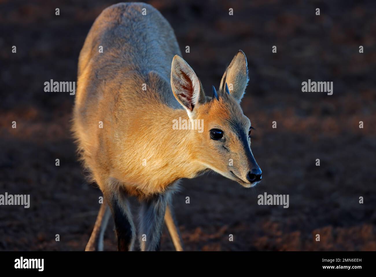 Portrait of a common duiker antelope (Sylvicapra grimmia), South Africa Stock Photo