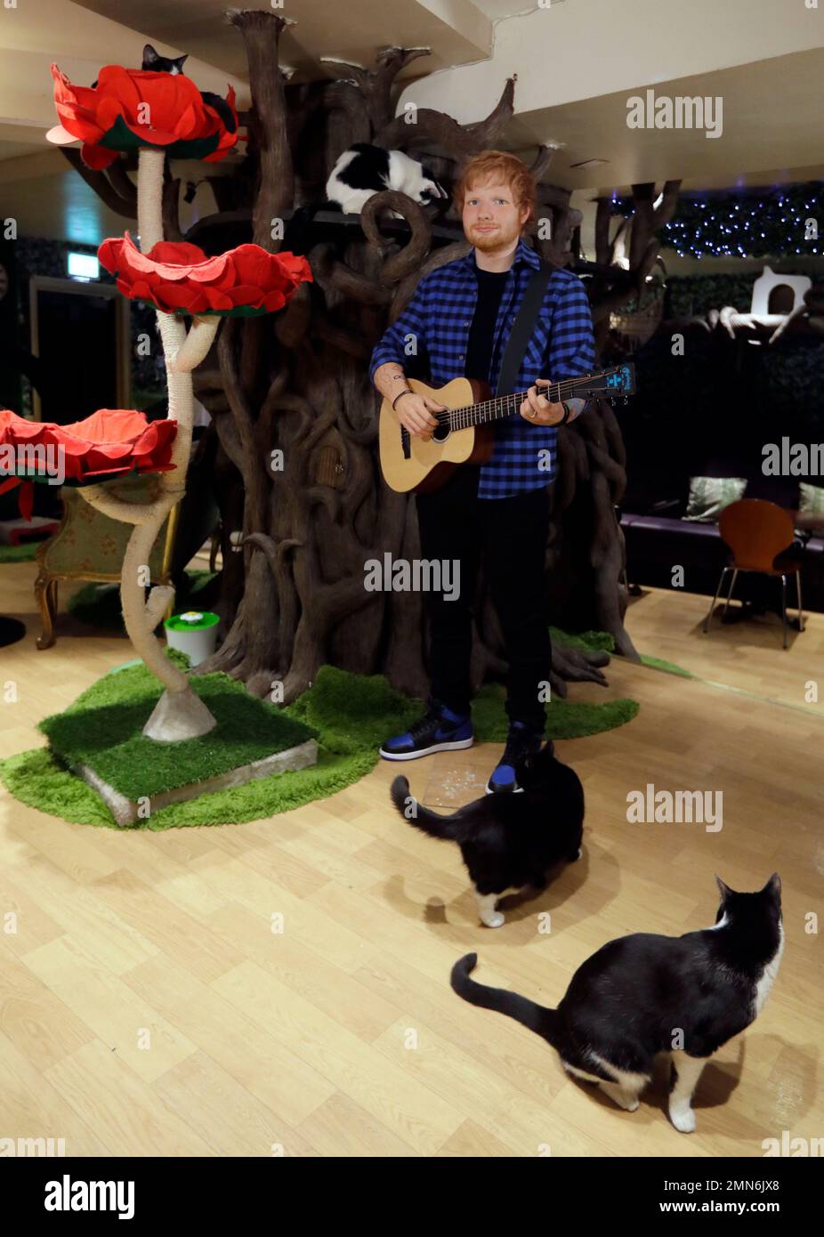 Cats sit near the new Madame Tussauds wax figure of British singer Ed
