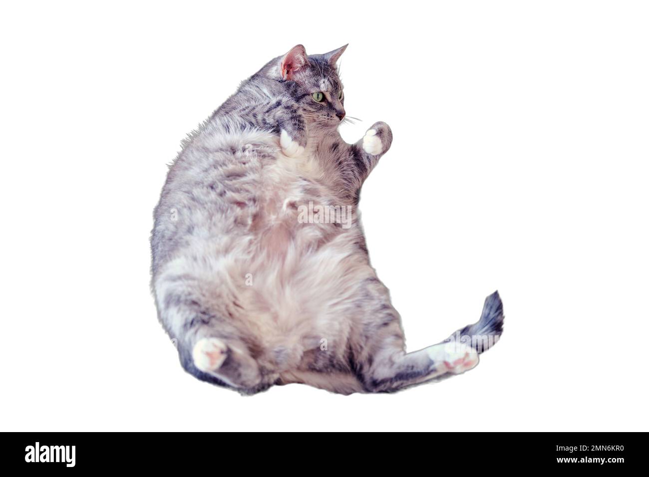 Grey pregnant cat lying on the bed belly up, closeup, isolated on a