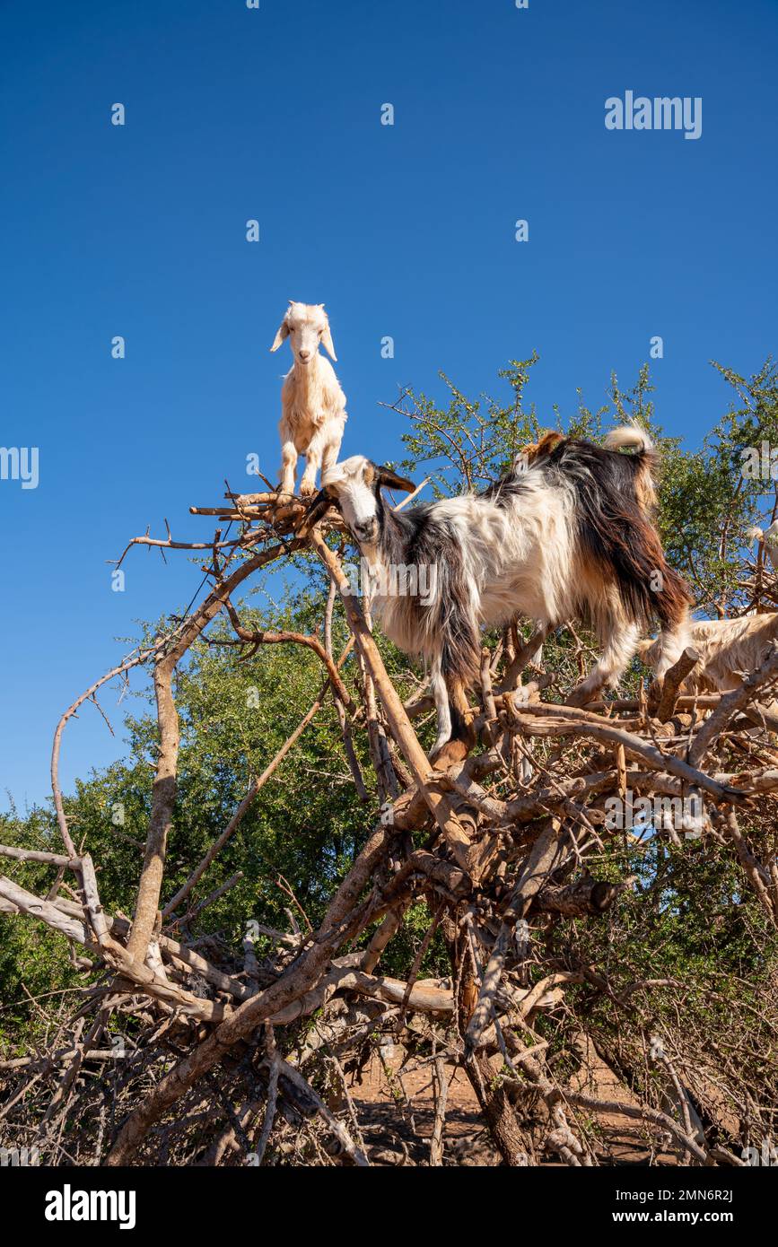 Goats climbing an Argan Tree in Morocco, Africa Stock Photo