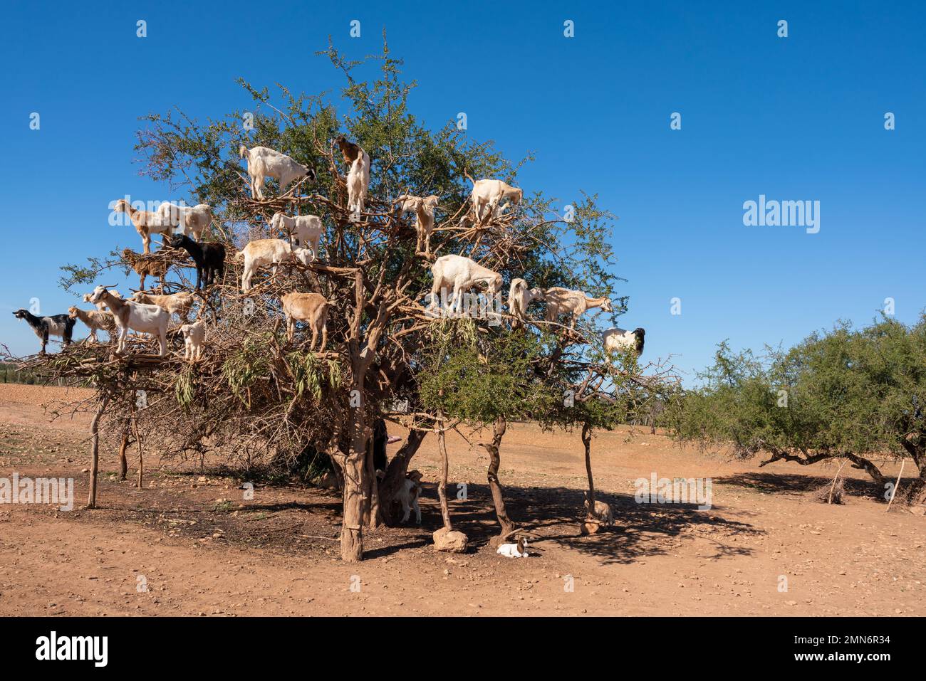 Goats climbing an Argan Tree in Morocco, Africa Stock Photo