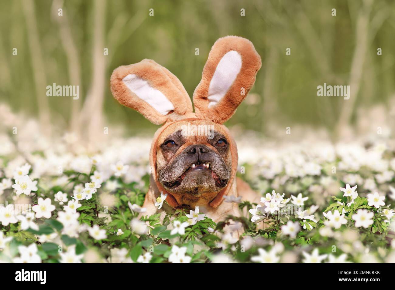 Funny Easter French Bulldog dog with rabbit costume ears between spring flowers Stock Photo