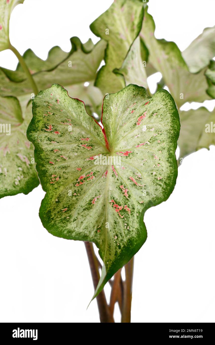 Leaf of topical 'Caladium Candyland' houseplant on white background Stock Photo