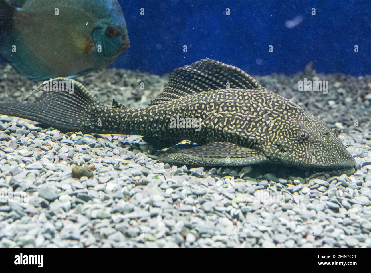 Ancistrus ordinary (Ancistrus multispinis) in the home aquarium. Close-up. Stock Photo