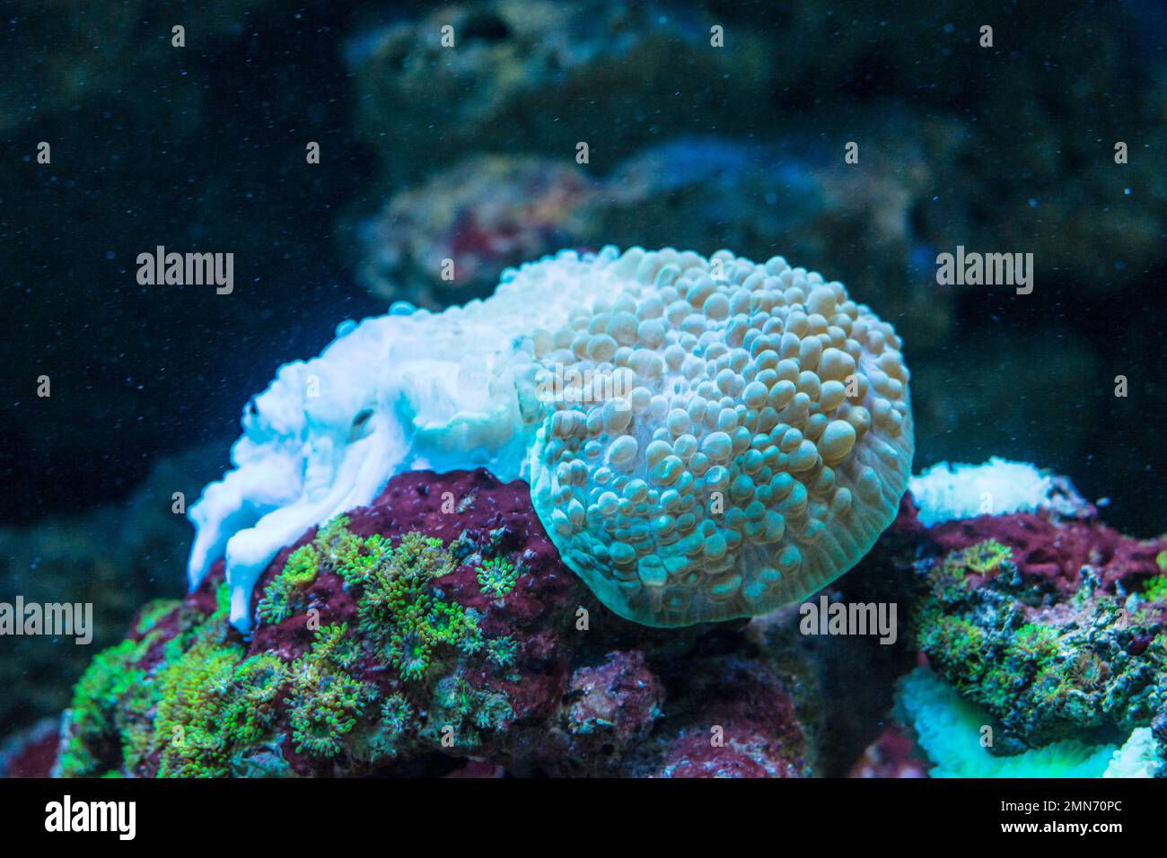 Bubble coral Plerogyra sinuosa. Wild life animal Stock Photo
