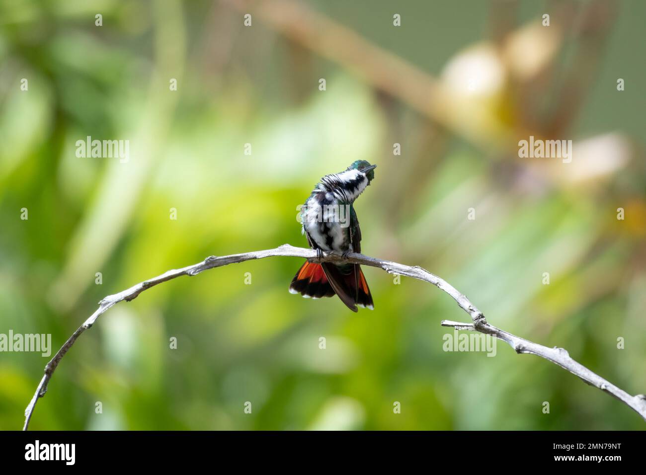 Black-throated Mango hummingbird relaxing and sunbathing in a garden in sunlight. Stock Photo