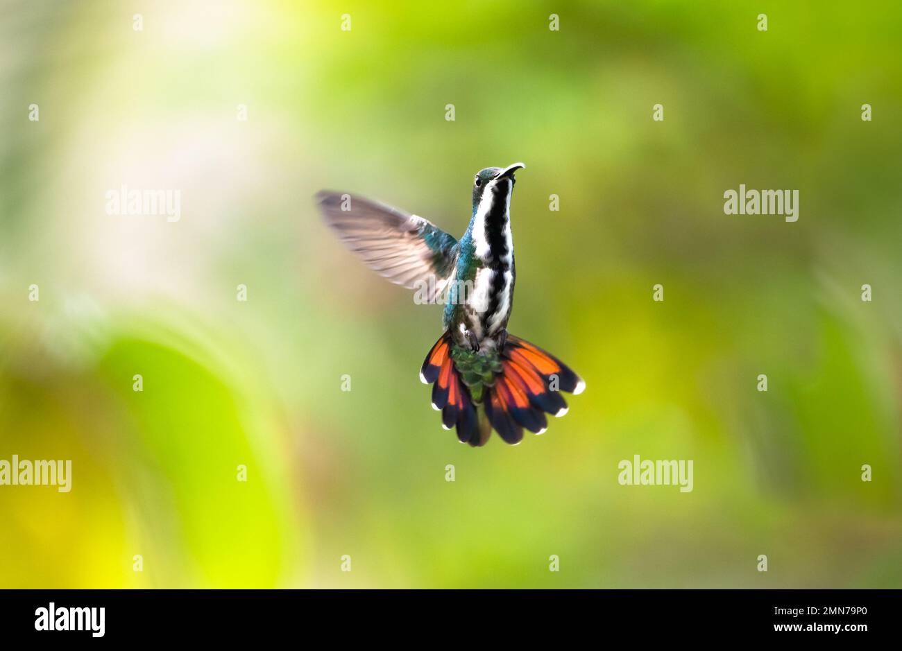 Black-throated Mango hummingbird, Anthracothorax nigricollis, hovering in the air with a green background. Stock Photo