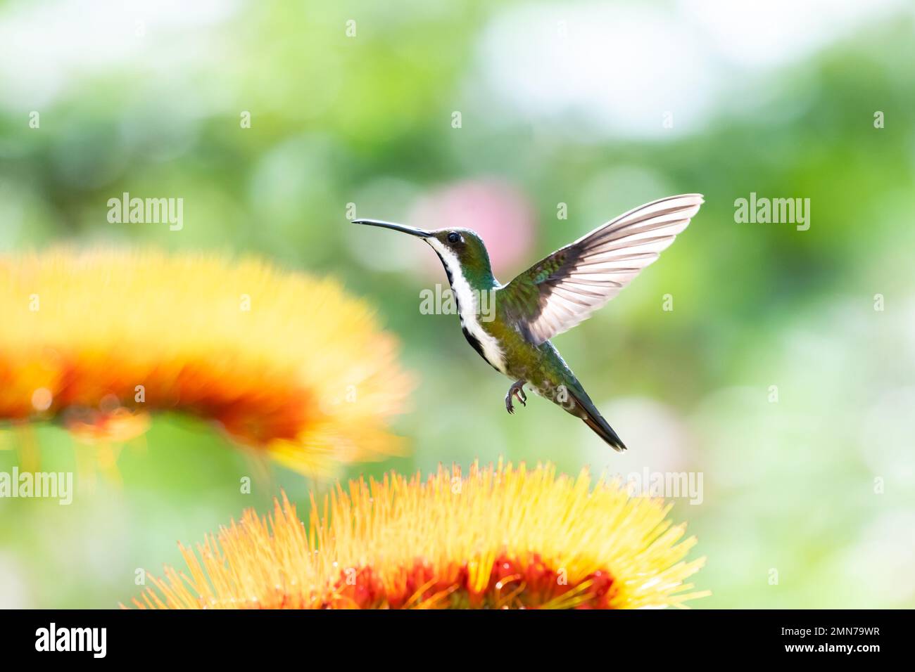 Beautiful Black-throated Mango hummingbird hovering in a garden next to a tropical flower with a soft bokeh background. Stock Photo