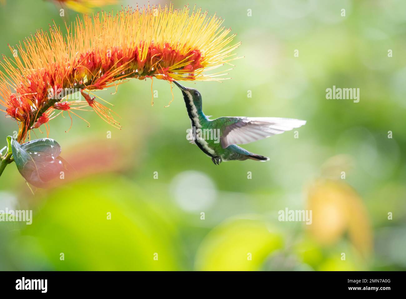 Black-throated Mango hummingbird pollinating a Combretum Vine flower in a garden. Stock Photo
