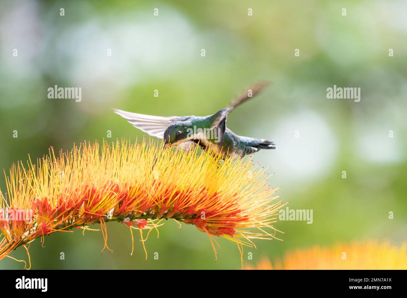 Black-throated Mango hummingbird, Anthracothorax nigricollis, sipping nectar from a brilliant orange Monkey Brush Vine flower. Stock Photo