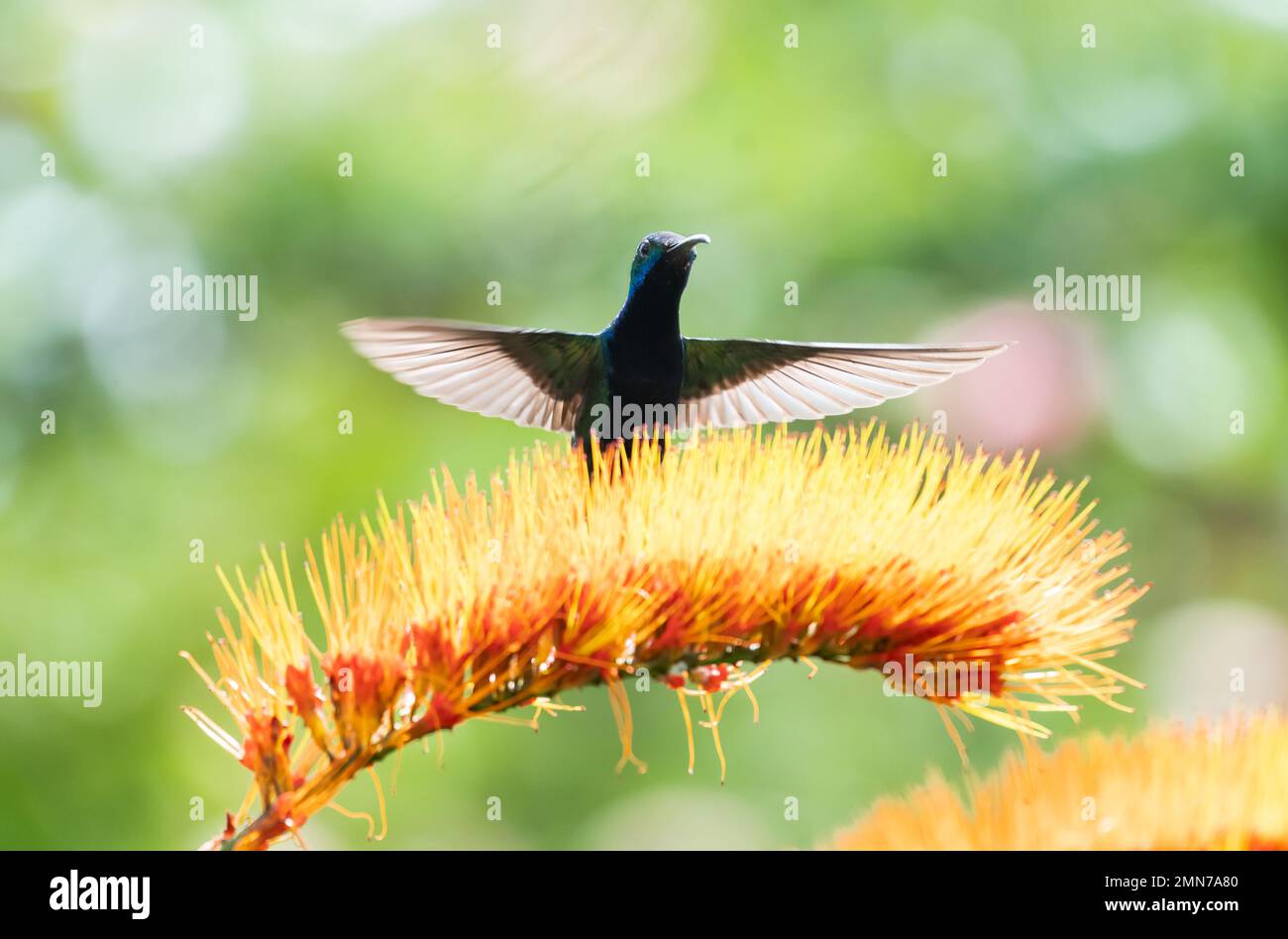 Black-throated Mango hummingbird, Anthracothorax Nigricollis,  hovering with wings spread behind a tropical orange flower. Stock Photo