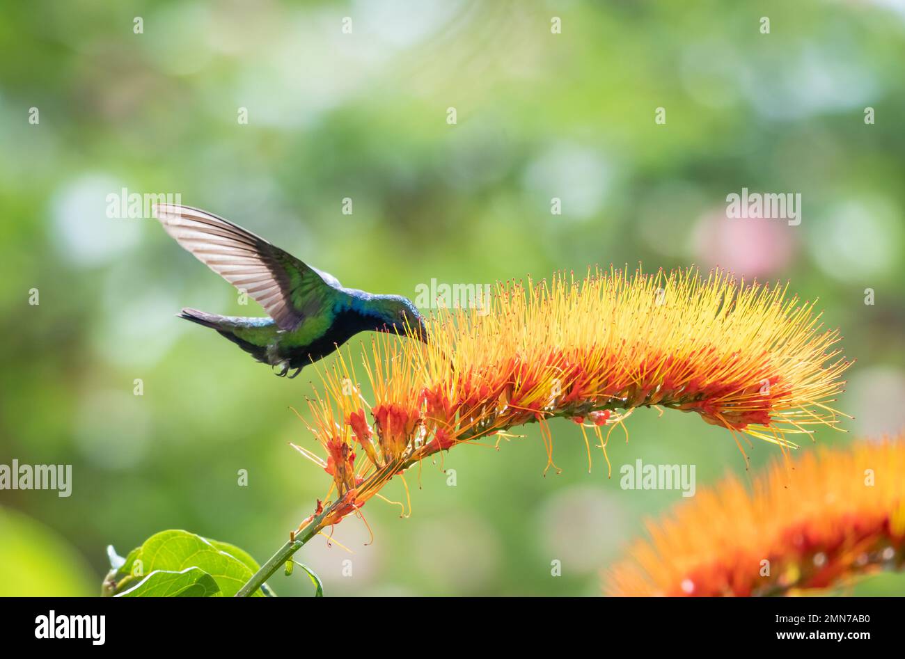 Glittering Black-throated Mango hummingbird feeding on a tropical Monkey Brush Vine flower with bokeh background. Stock Photo