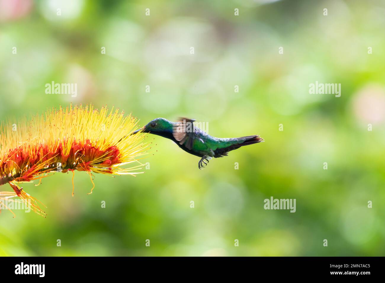 Glittering Black-throated Mango hummingbird, Anthracothorax Nigricollis,  feeding on a tropical Monkey Brush Vine flower with bokeh background. Stock Photo