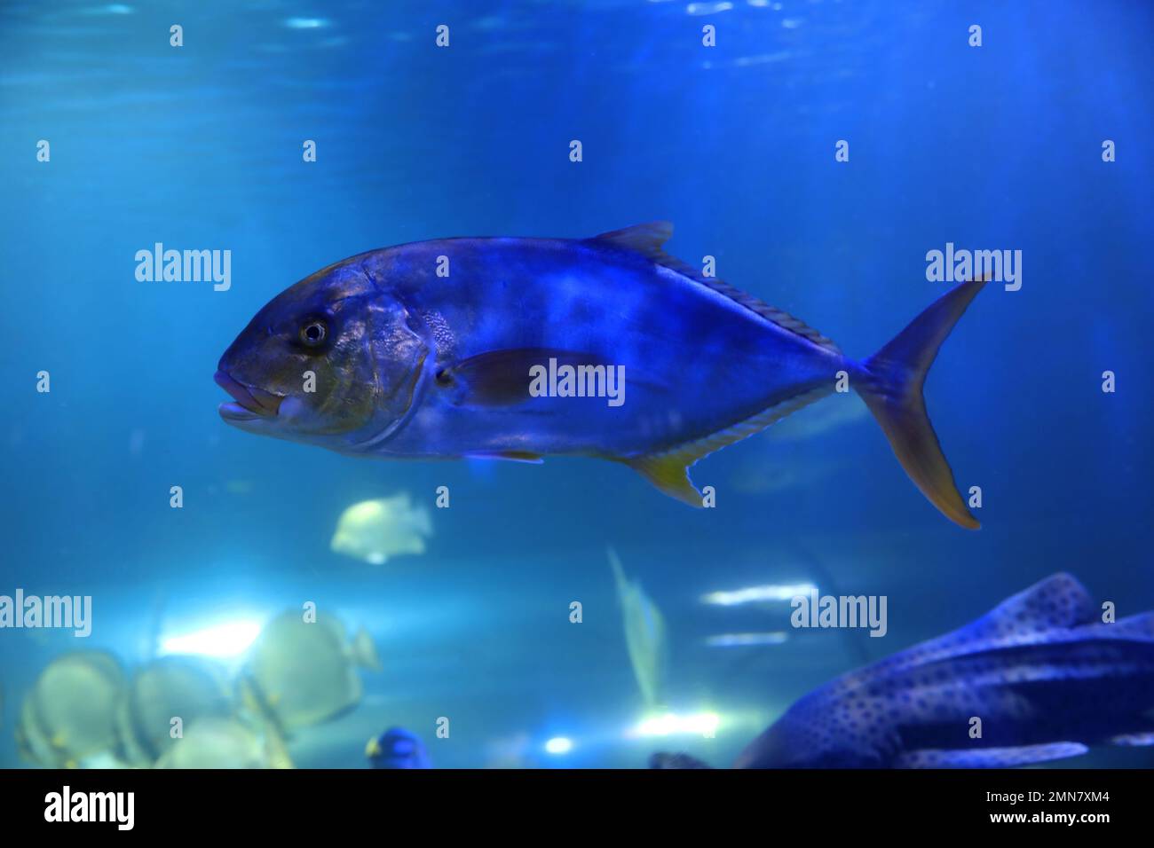 Tuna fish swimming in clear aquarium water Stock Photo Alamy