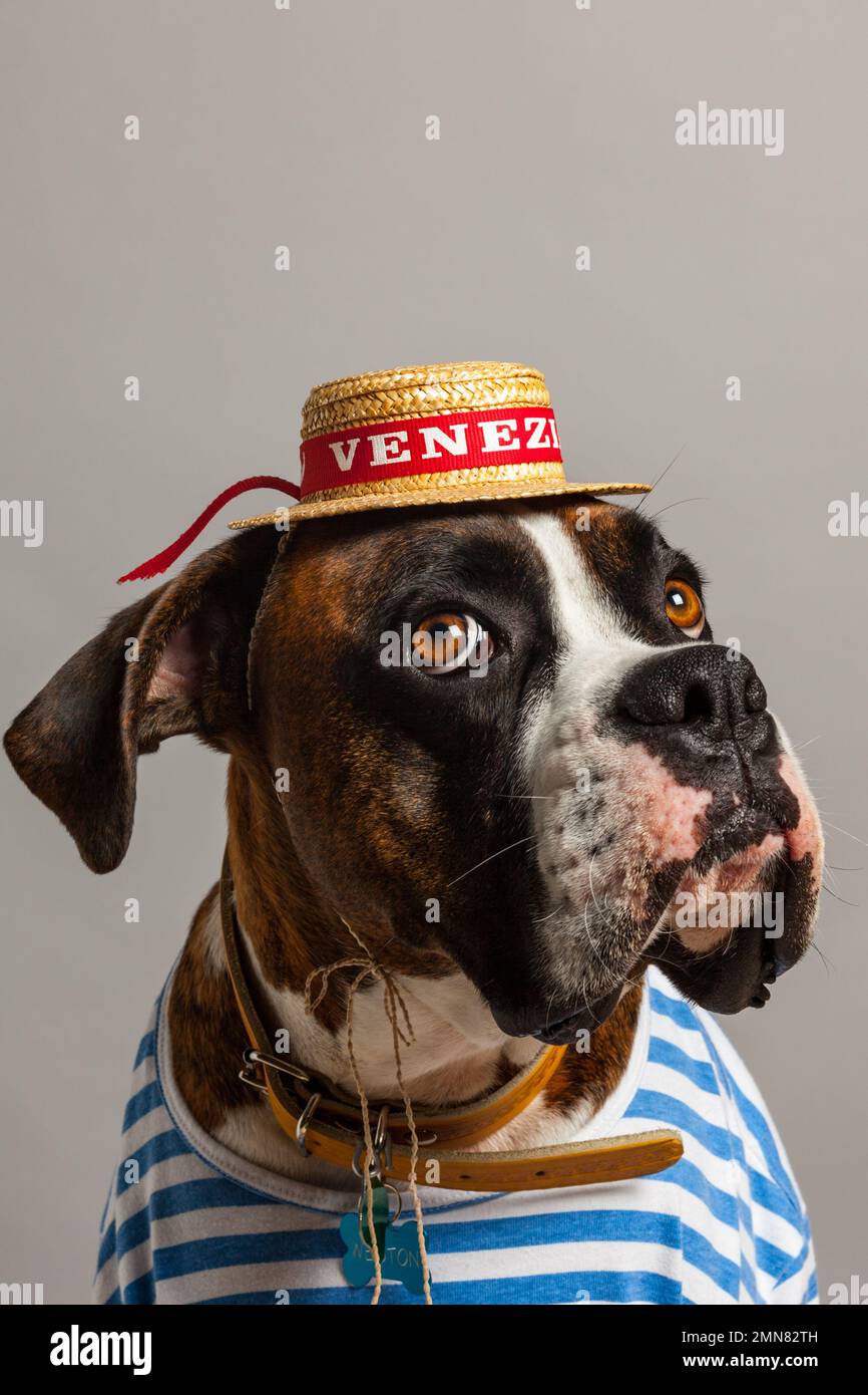 Boxer dressed as Venice gondola operator. Stock Photo