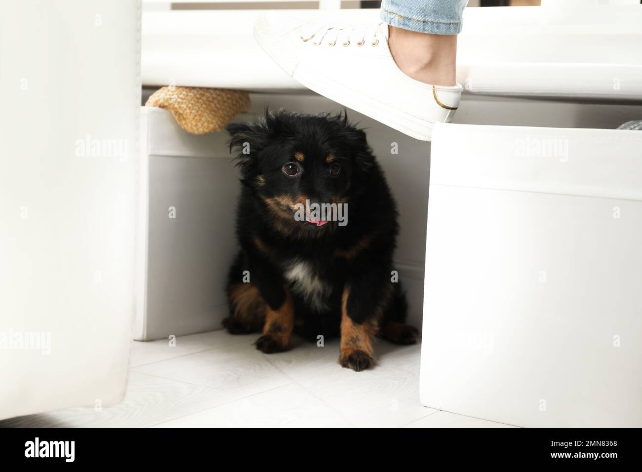 Woman kicking dog at home, closeup. Domestic violence against pets