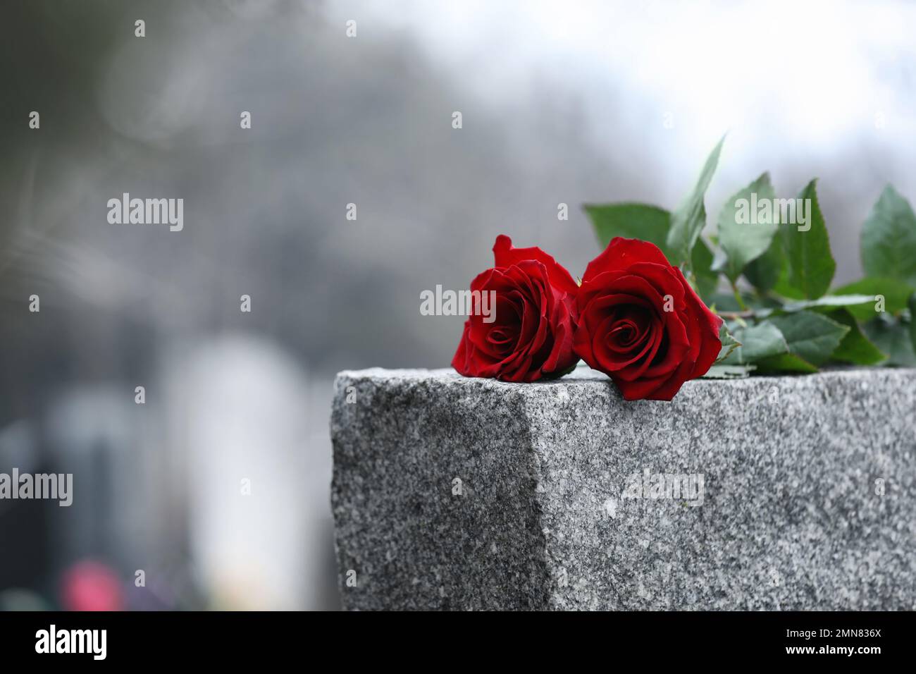 Red roses on grey granite tombstone outdoors. Funeral ceremony Stock