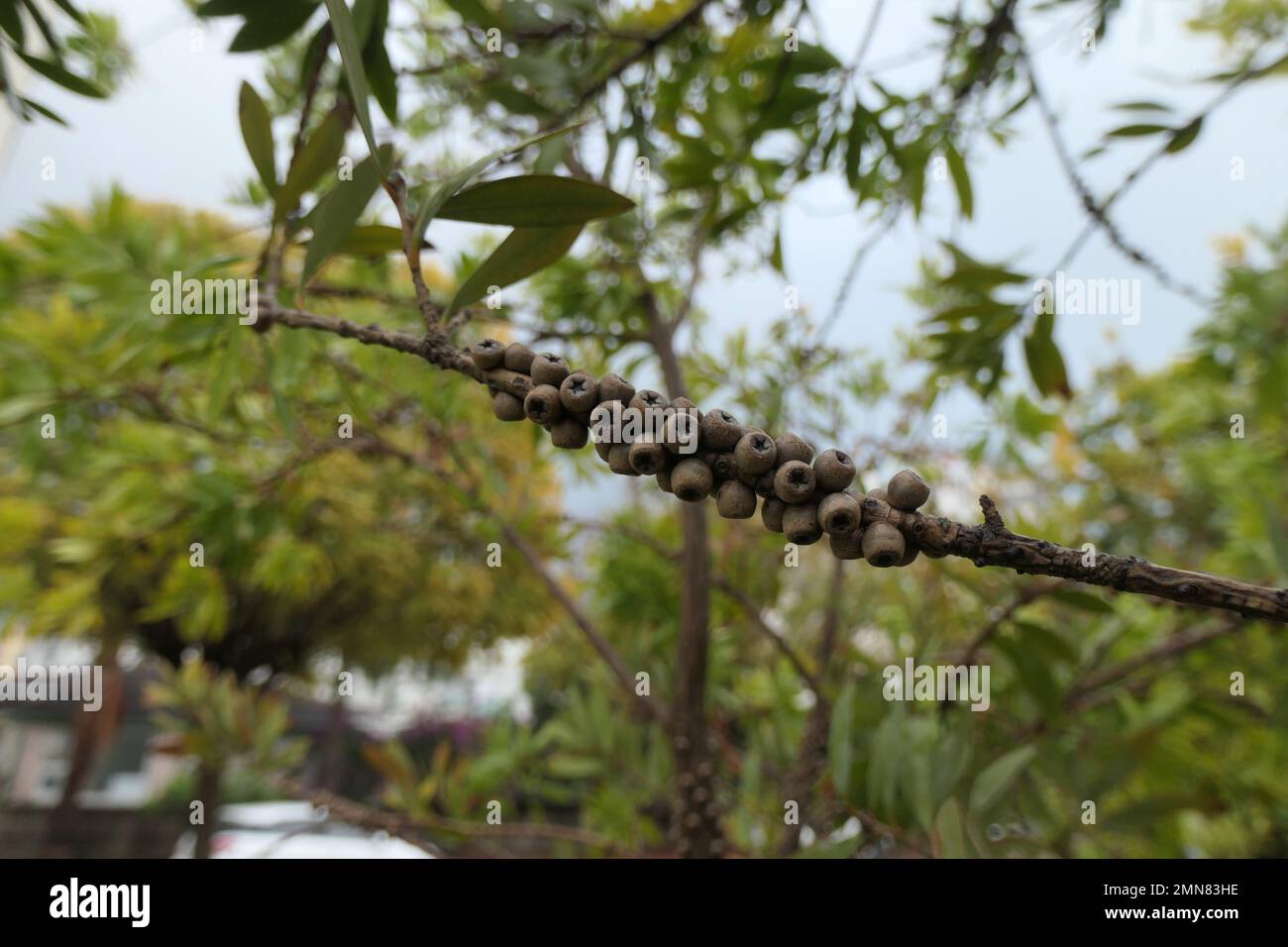 A branch full of Callistemon seeds in the city's park Stock Photo