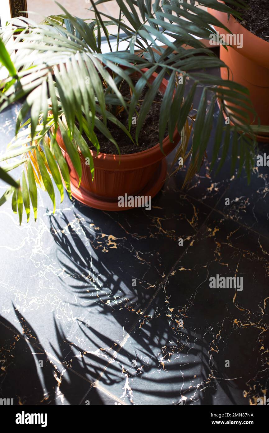 Palm hamedorea bamboo in a pot - house plants close-up in bright light with shadows in the interior on the stone floor. Hovea tropical plant, care and Stock Photo