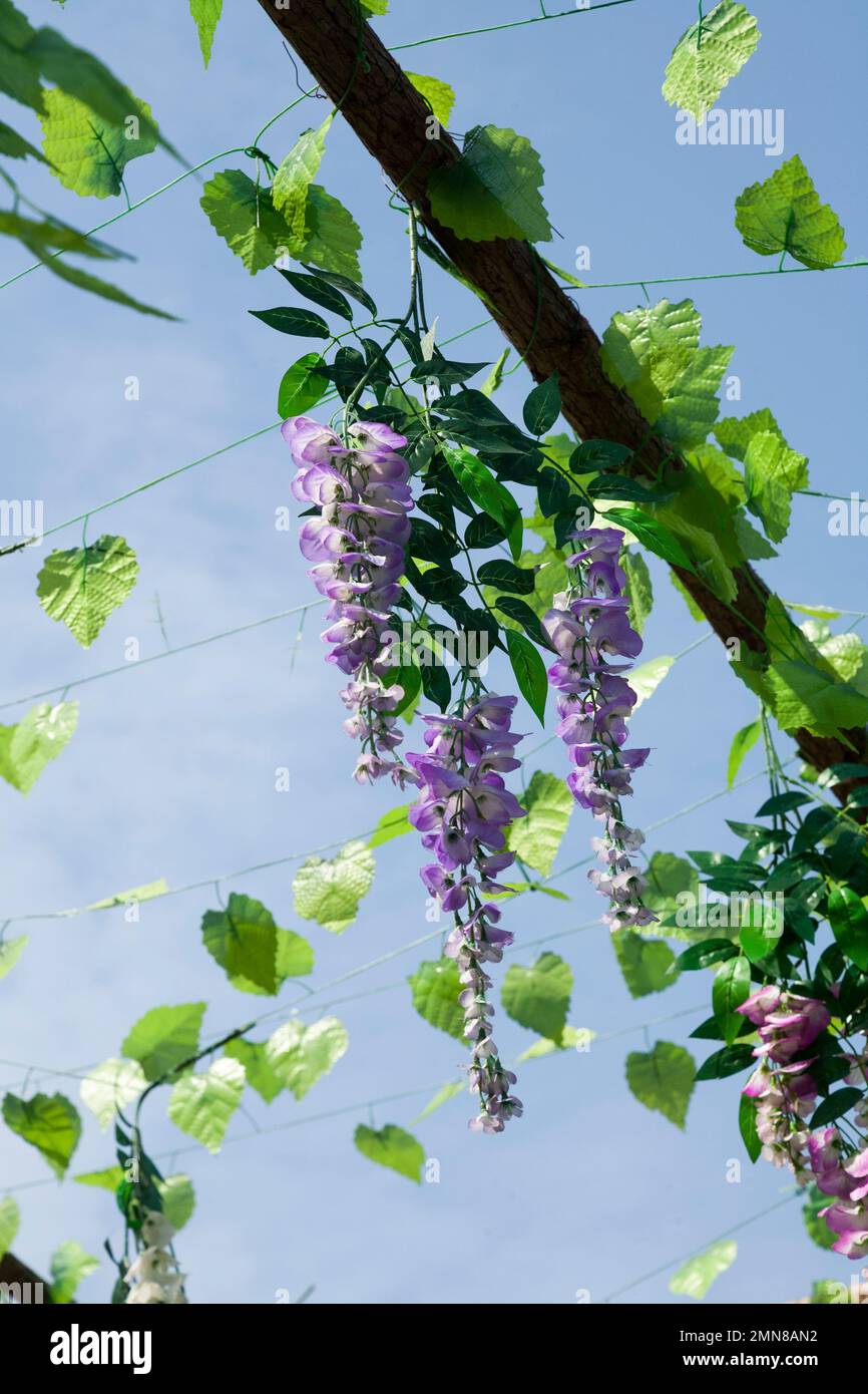 Fake plastic synthetic imitation flowers and leaves on a realistic looking wisteria sinensis climbing plant, trailing and appearing to grow on a pergola frame in Xian, China. PRC. Stock Photo