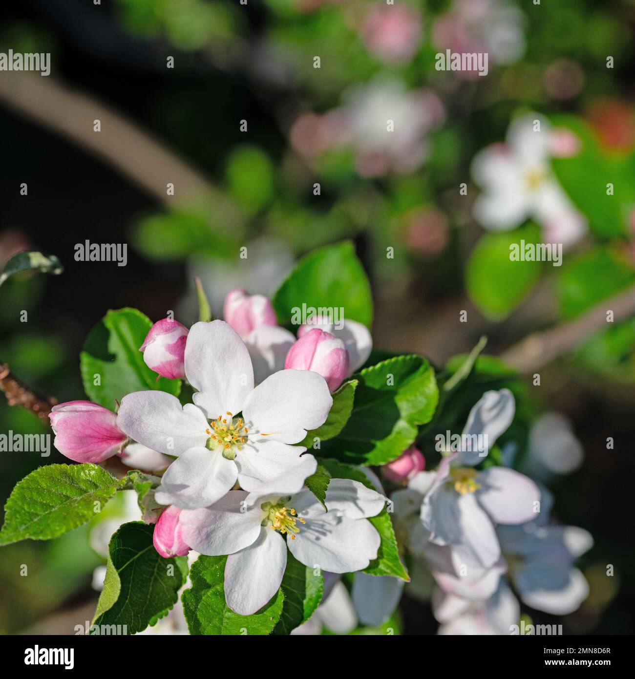 Blossoming apple tree, malus, in spring in a close-up Stock Photo