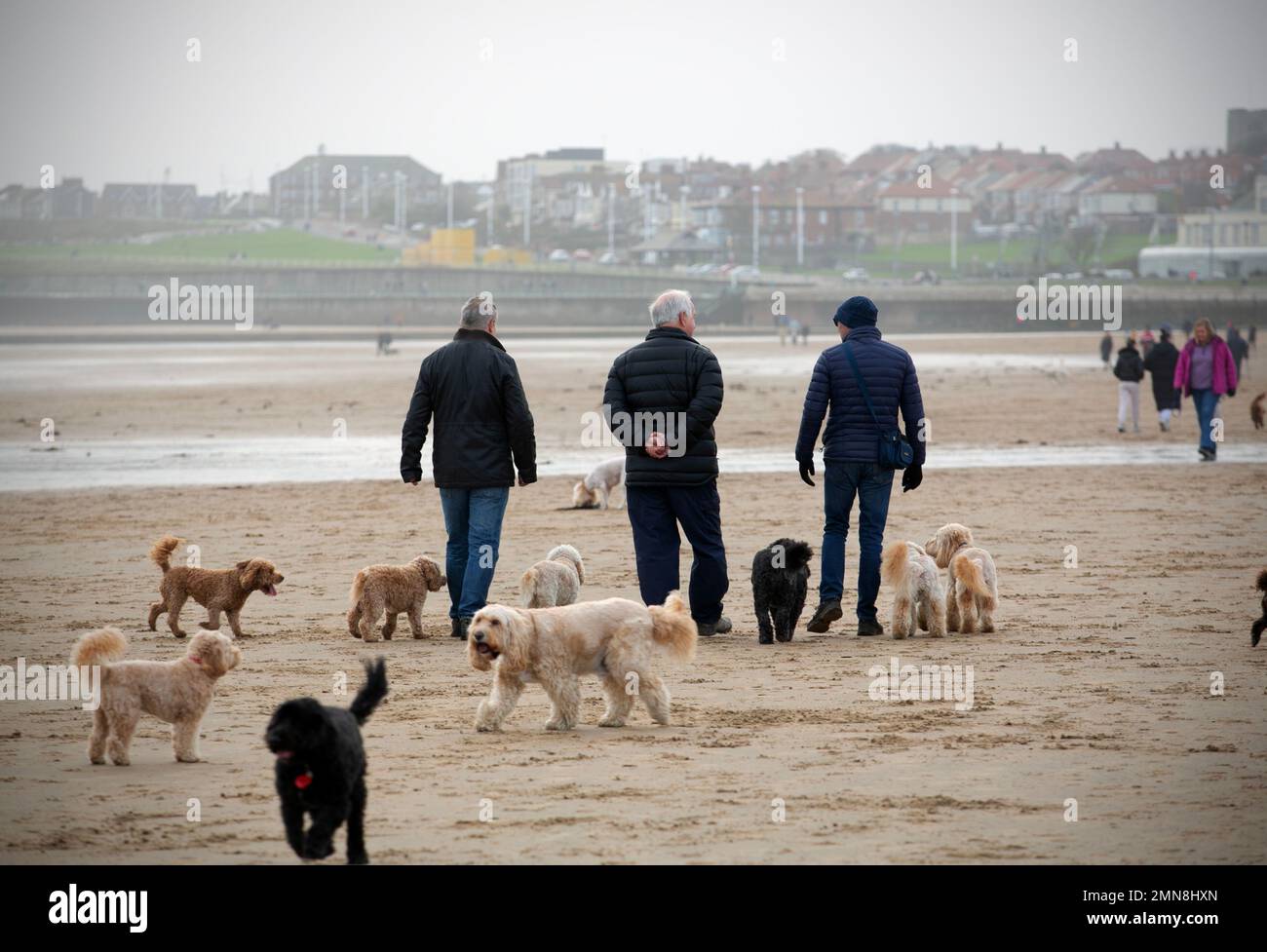 Dog walkers on Seaburn beach in South Shields. The Pub Walk in South