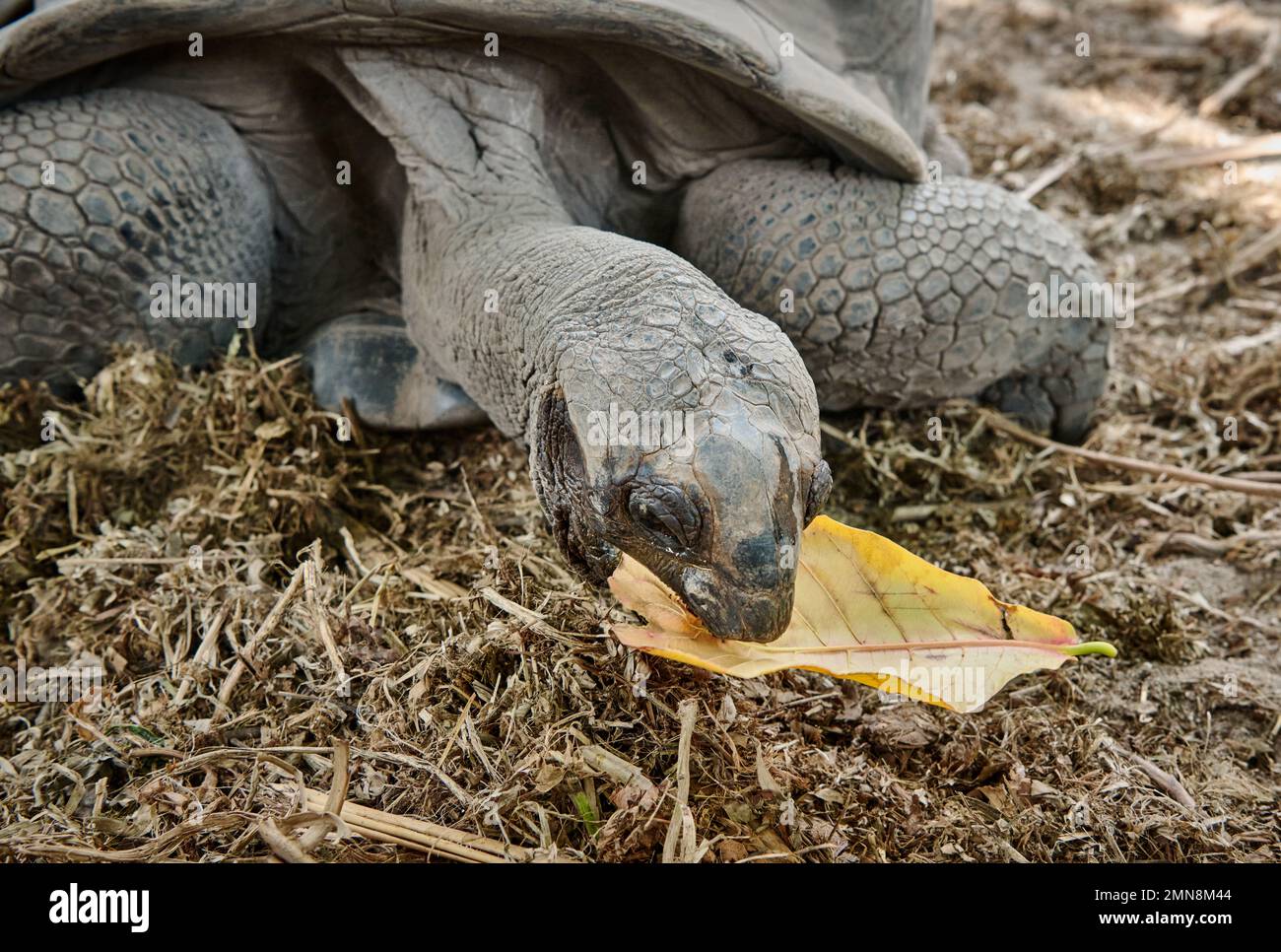 Aldabra giant tortoise (Aldabrachelys gigantea) on L'Union Estate, La Digue, Seychelles Stock Photo