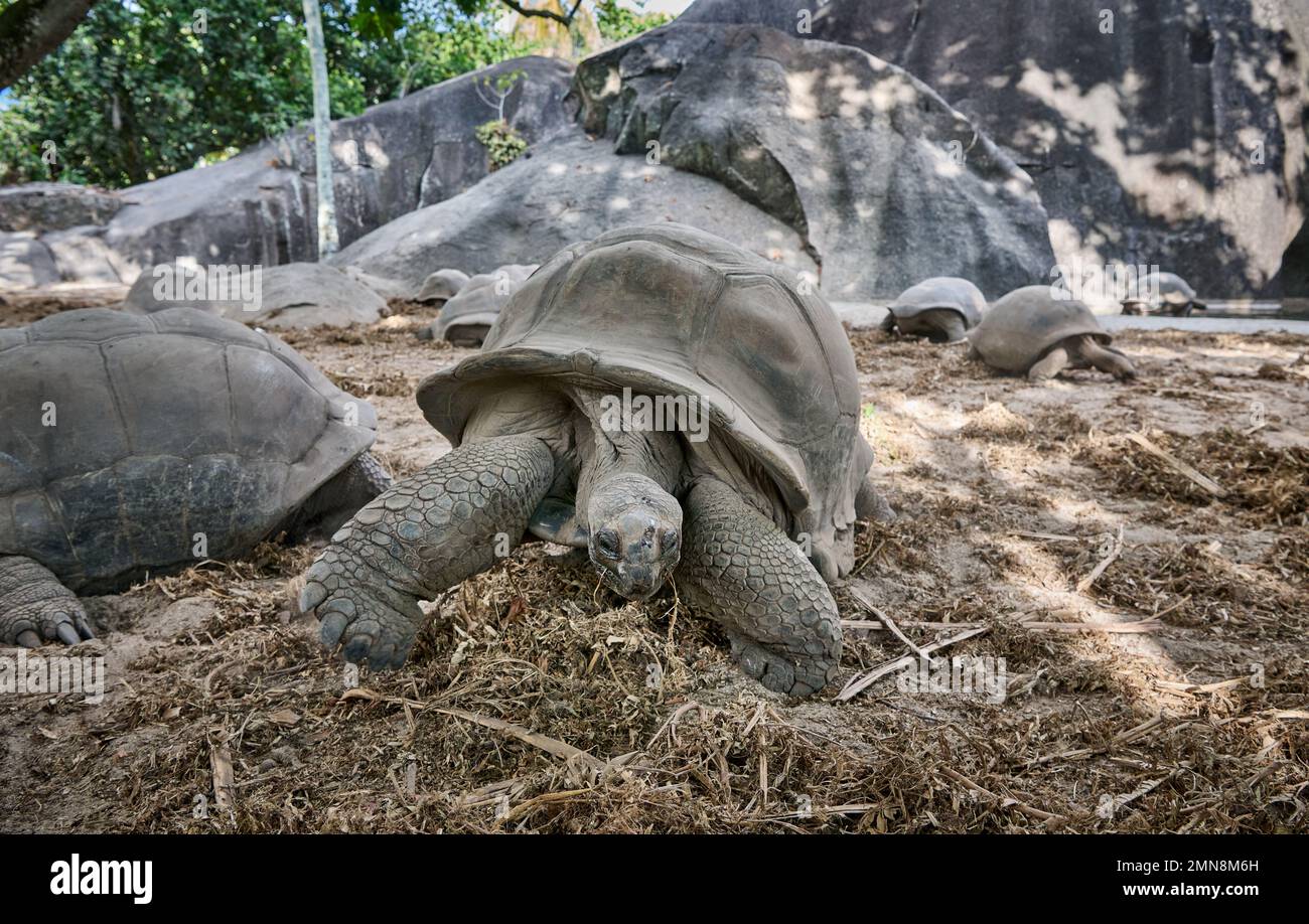 Aldabra giant tortoise (Aldabrachelys gigantea) on L'Union Estate, La Digue, Seychelles Stock Photo