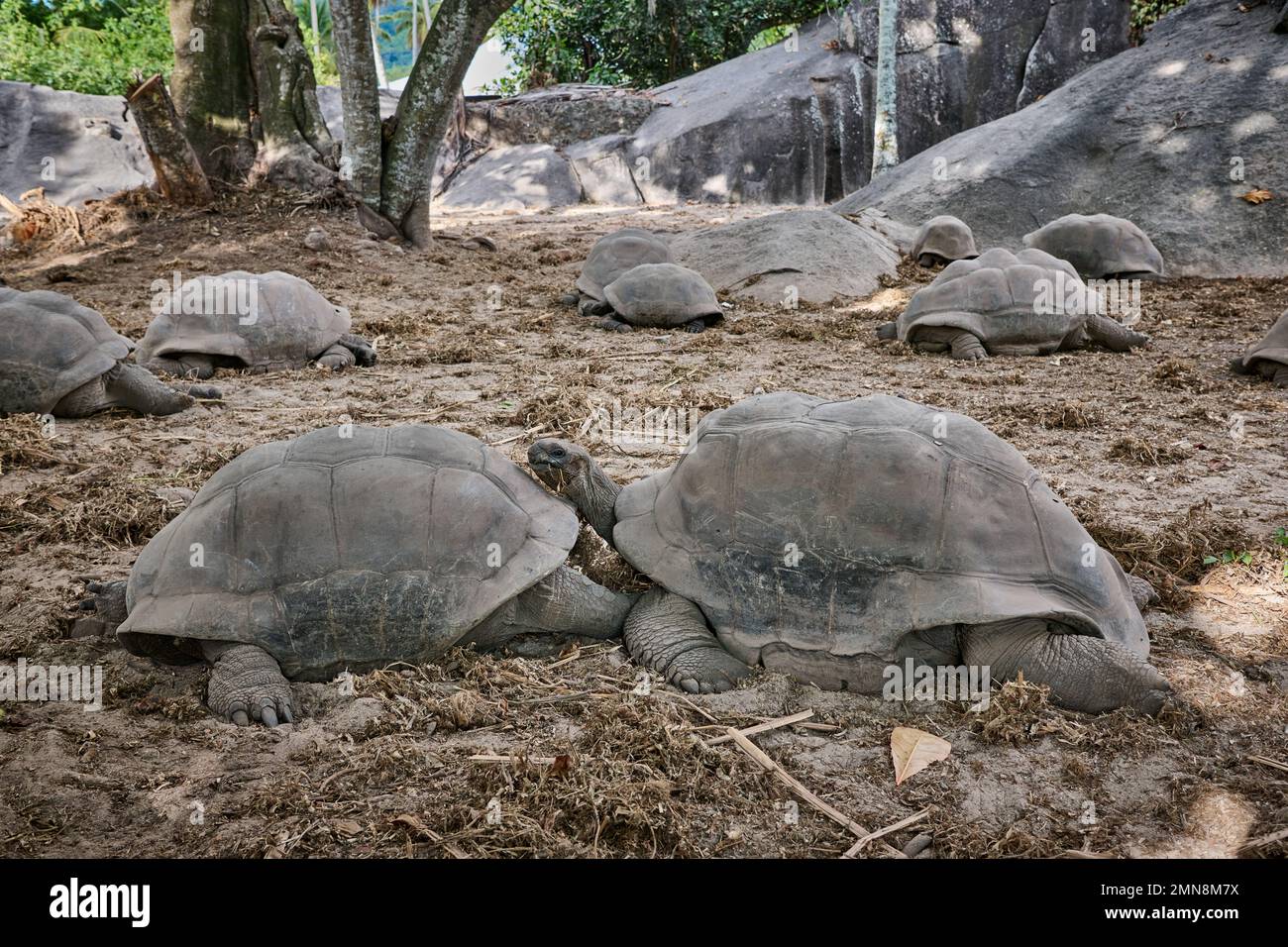Aldabra giant tortoise (Aldabrachelys gigantea) on L'Union Estate, La Digue, Seychelles Stock Photo