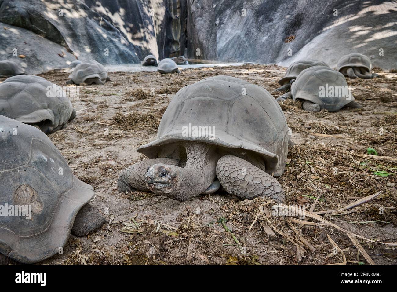 Aldabra giant tortoise (Aldabrachelys gigantea) on L'Union Estate, La Digue, Seychelles Stock Photo