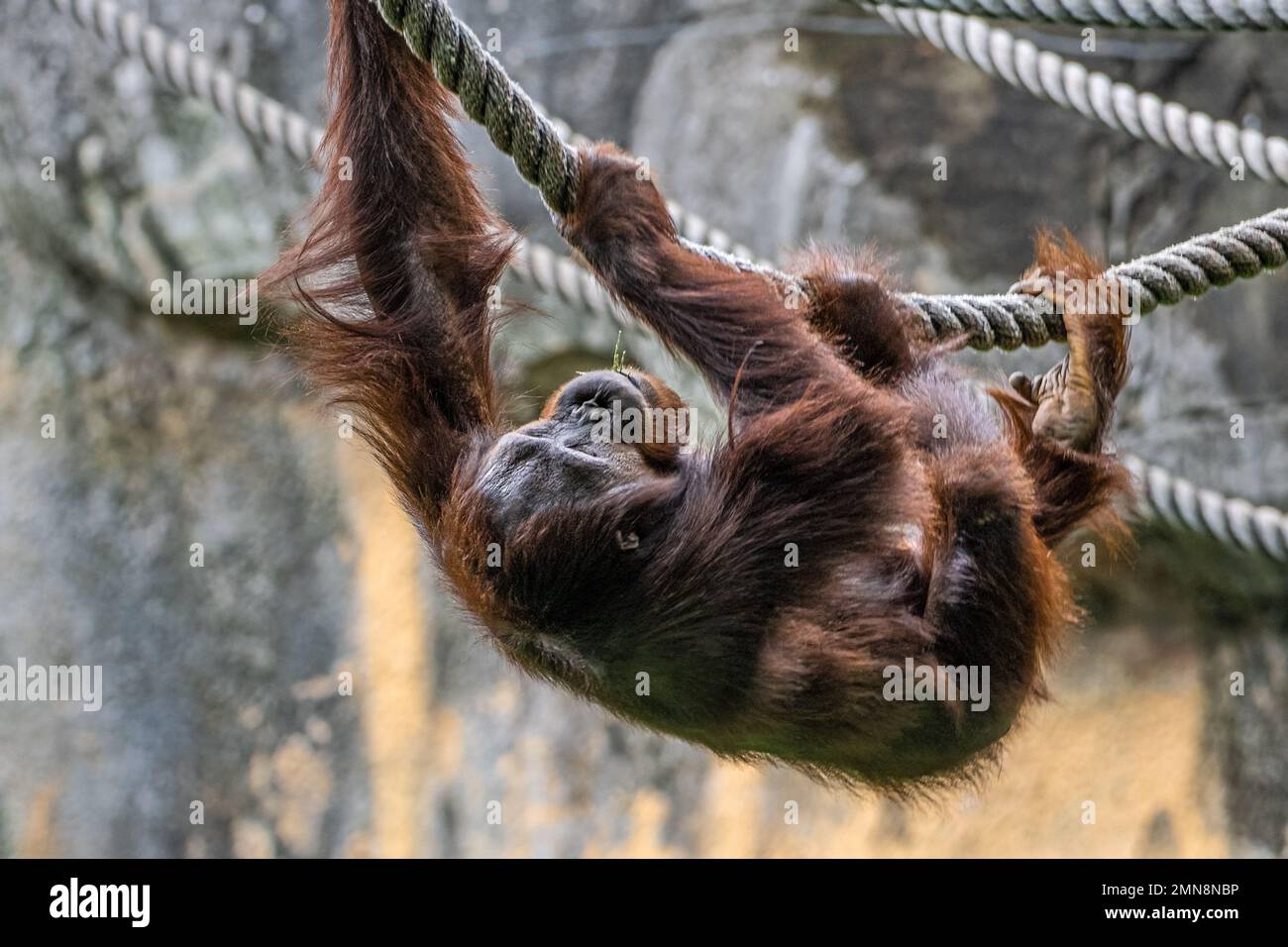 Orangutan, a critically endangered great ape from Southeast Asia, climbing ropes at Zoo Atlanta near downtown Atlanta, Georgia. (USA) Stock Photo