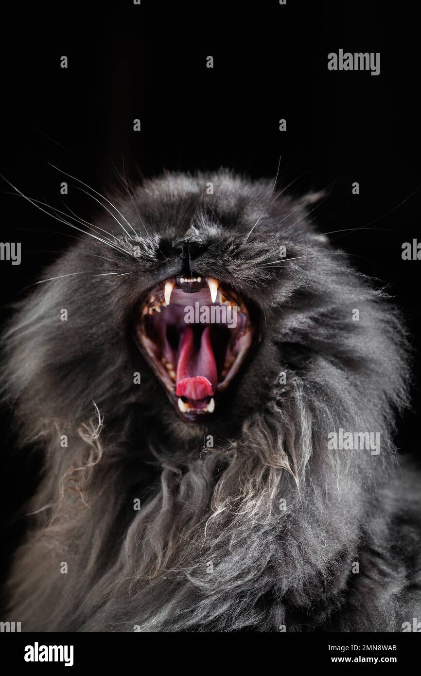 Gray longhair persian cat, yawning with open mouth and showing teeth