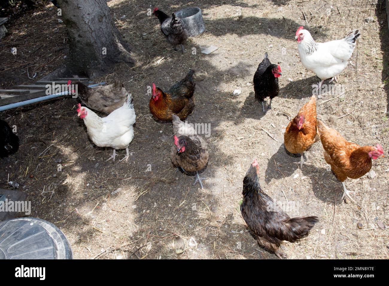 Group of chickens going out from coop Stock Photo Alamy
