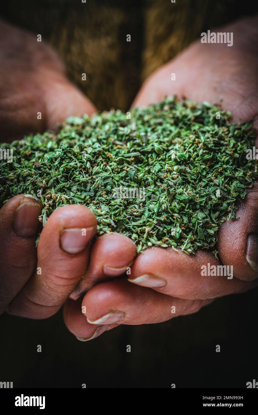 Fragrant cultivated and dried oregano, in the hands of a farmer Stock
