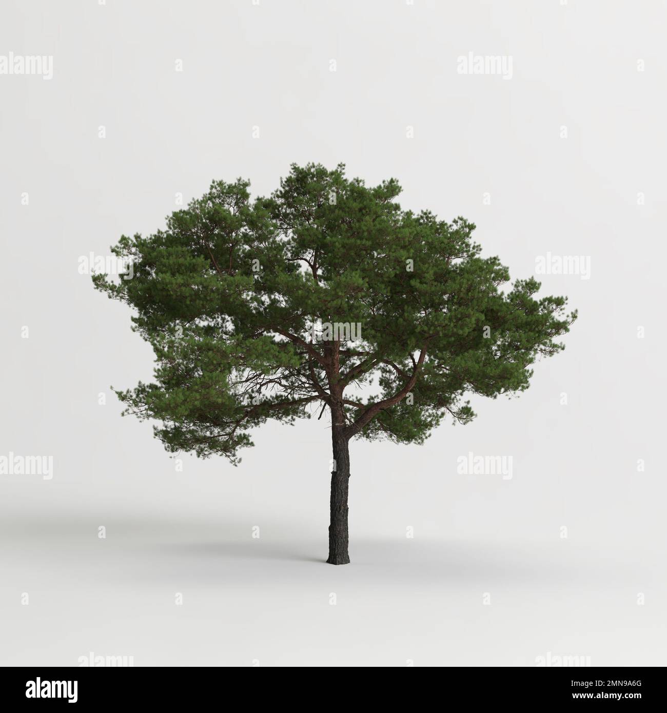 3d illustration of pinus pinea tree isolated on white background Stock Photo