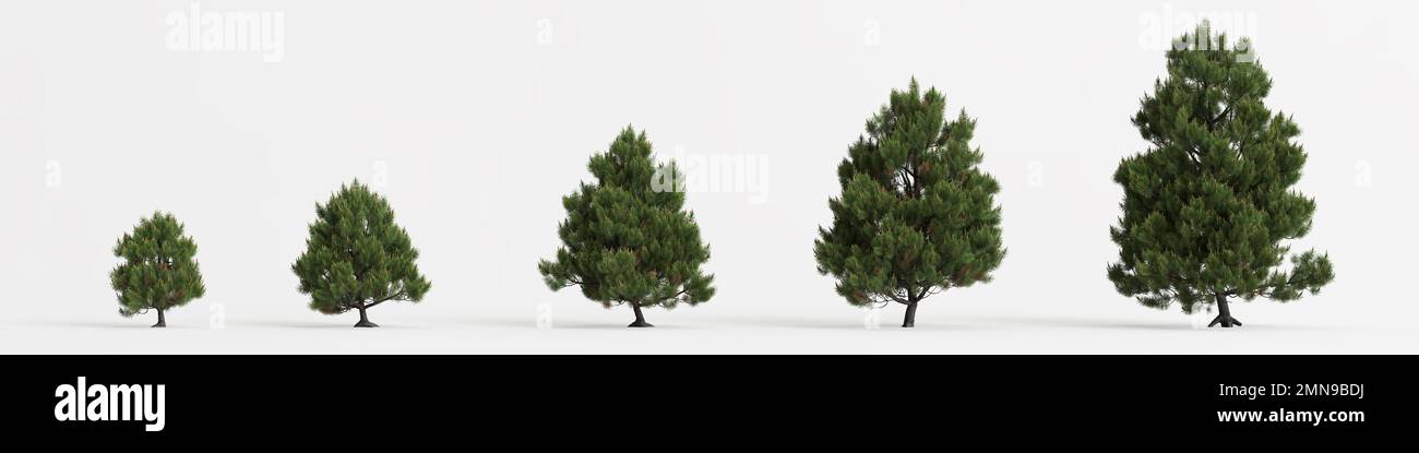 3d illustration of set pinus sylvestris tree isolated on white background Stock Photo