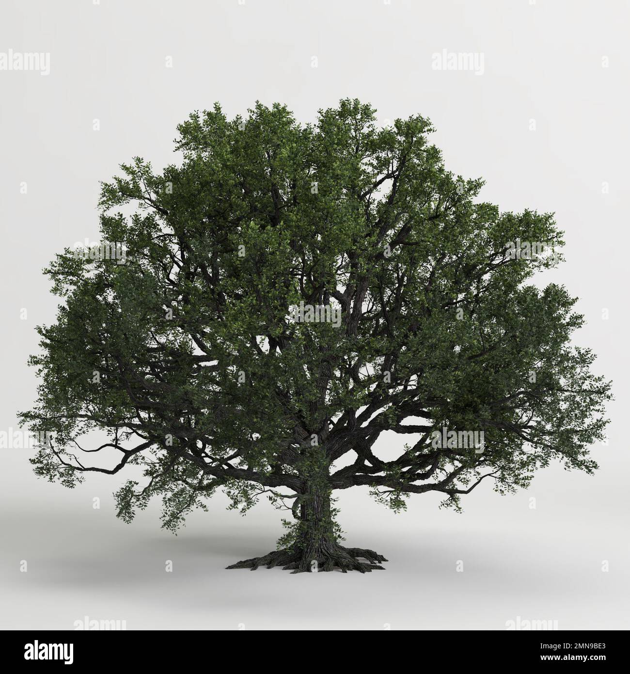 3d illustration of oak tree isolated on white background Stock Photo