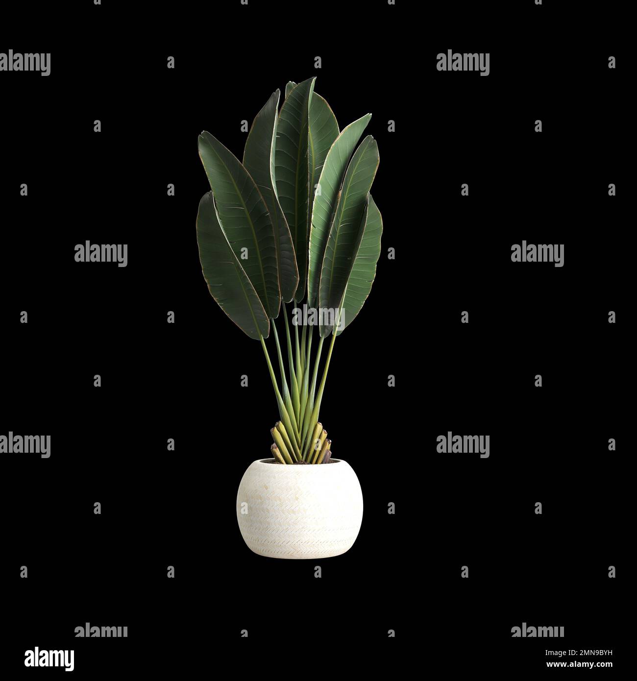 3d illustration of house plant isolated on black background Stock Photo