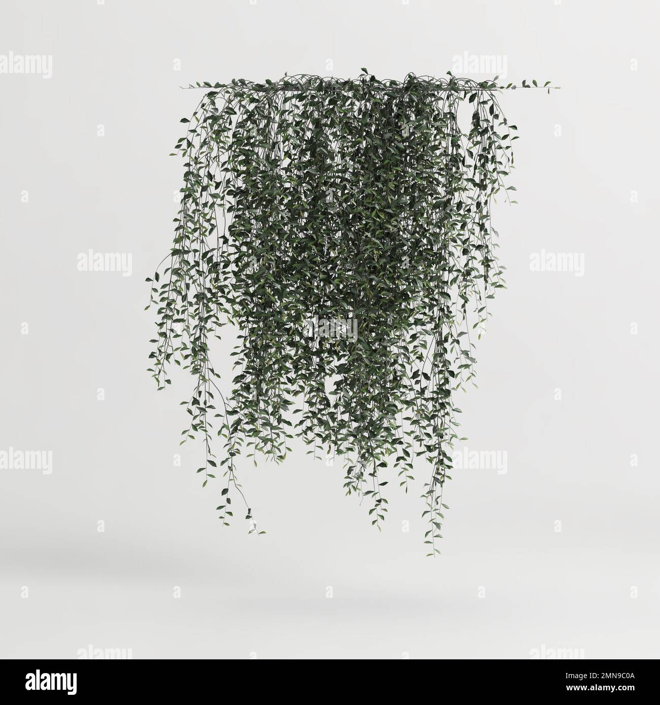 3d illustration of ivy plant isolated on white background Stock Photo ...