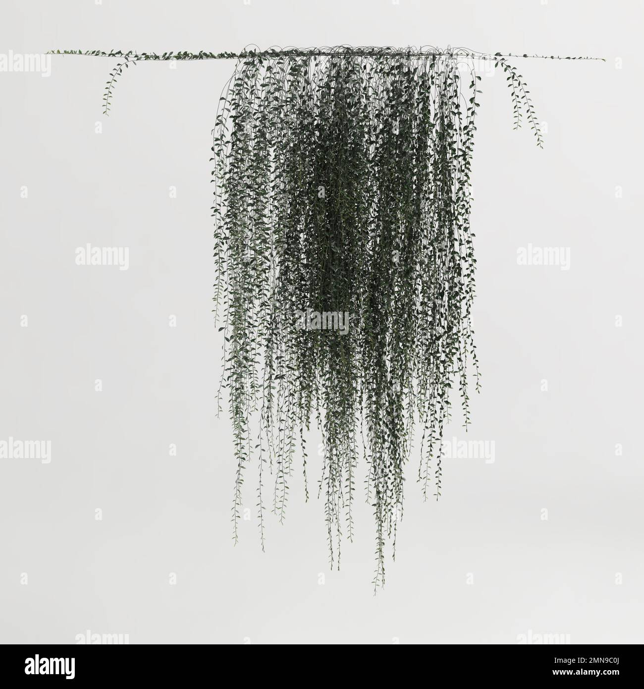 3d illustration of ivy plant isolated on white background Stock Photo ...