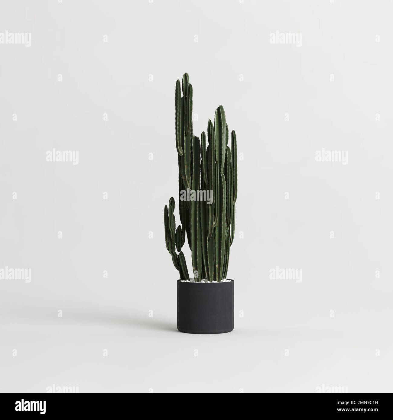 3d illustration of house plant isolated on white background Stock Photo