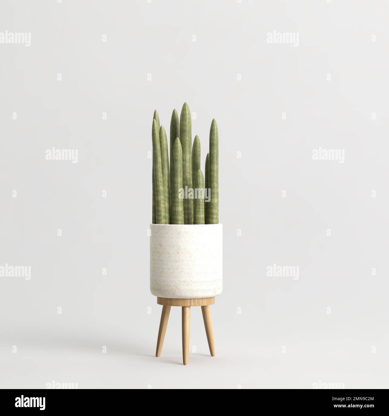 3d illustration of house plant isolated on white background Stock Photo