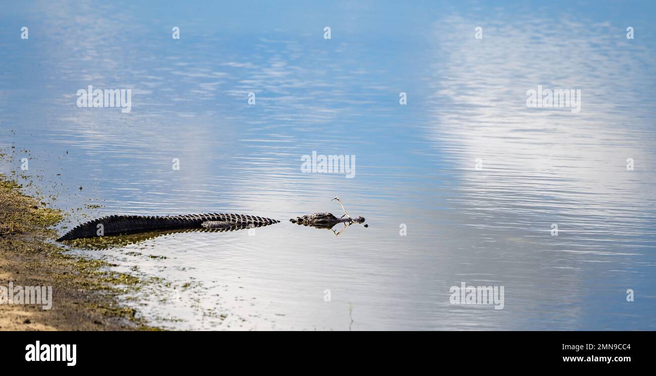 Alligator in Florida neighborhood community pond. Gator resting on bank of pond Stock Photo Alamy