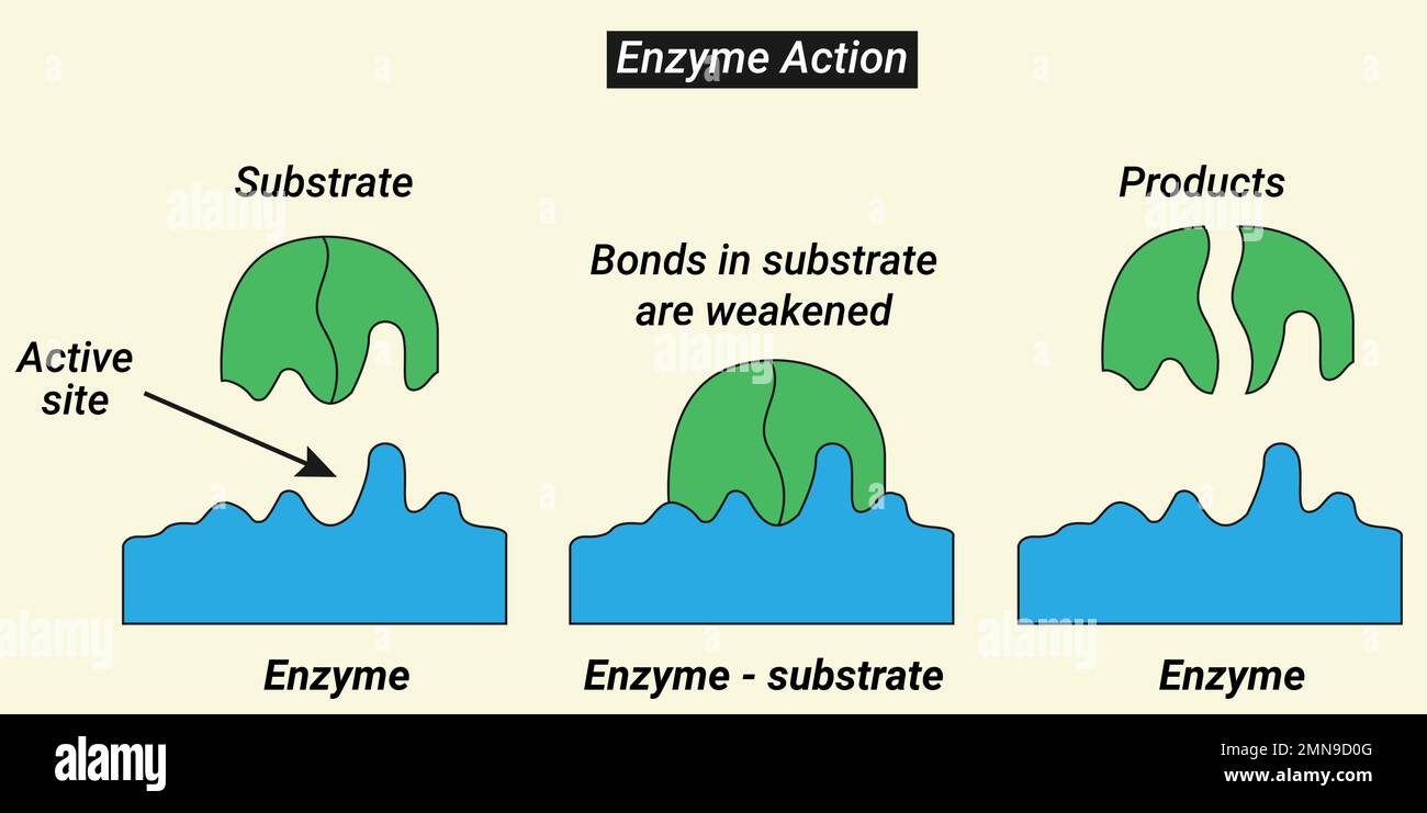 The combination formed by an enzyme and its substrates is called the enzyme–substrate complex. Stock Vector