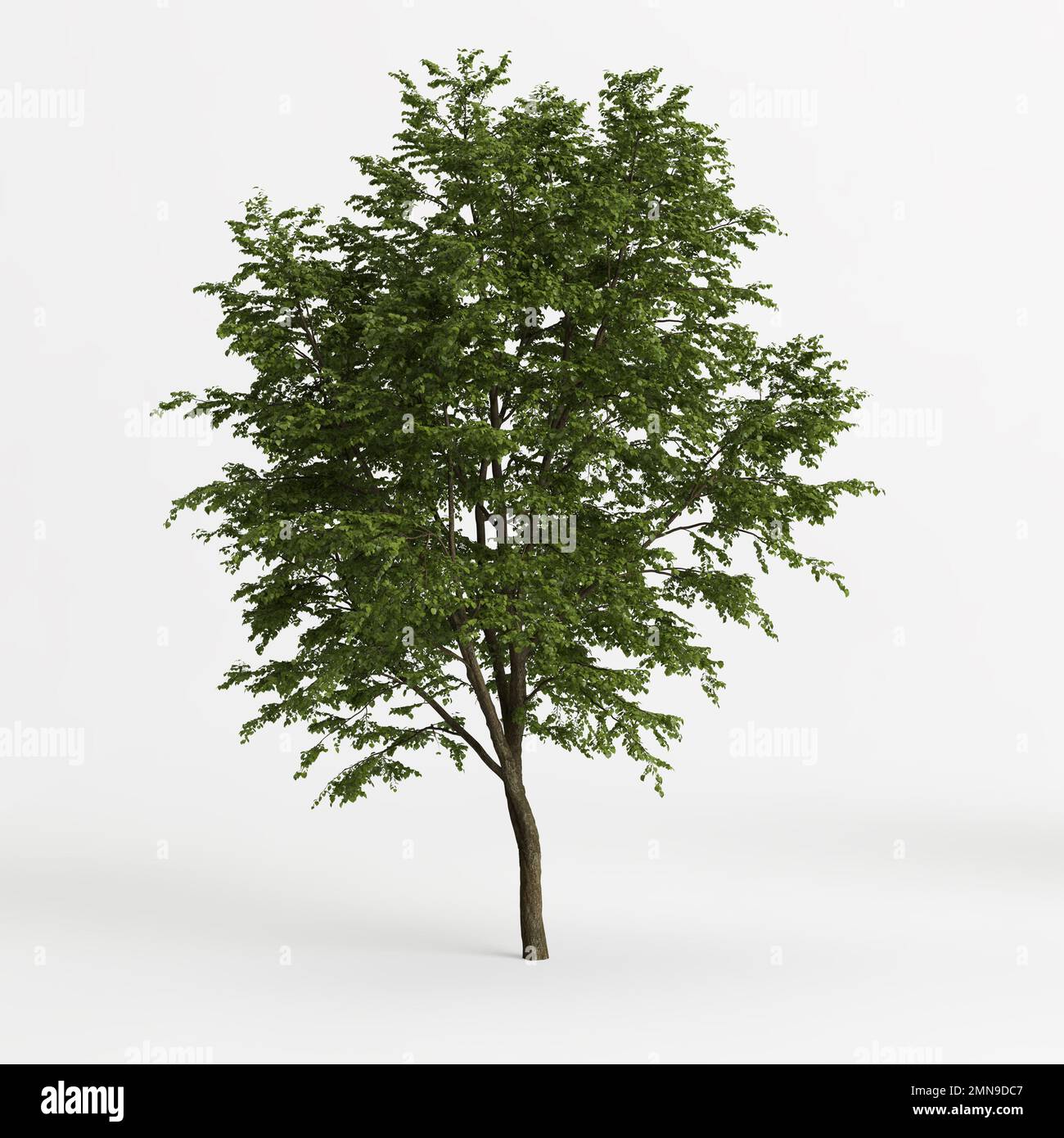 3d illustration of big tree tilia platyphyllos isolated on white background Stock Photo