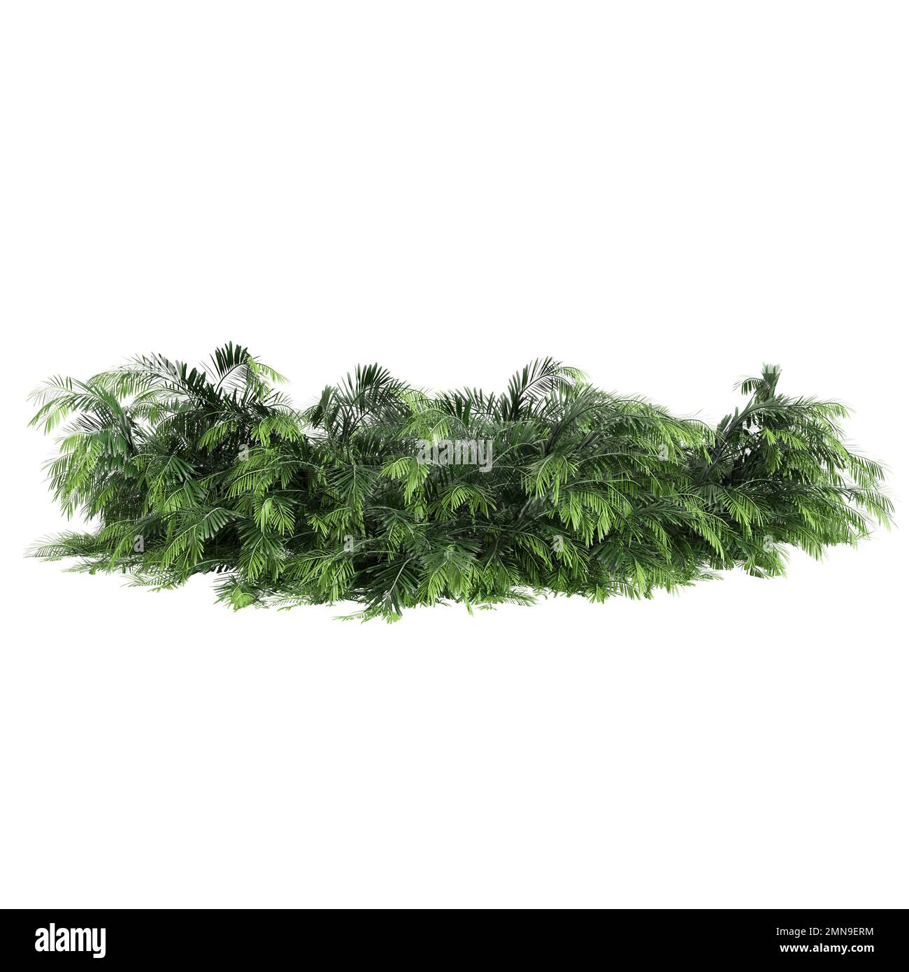 3d illustration of creeping plum yew isolated on white background Stock