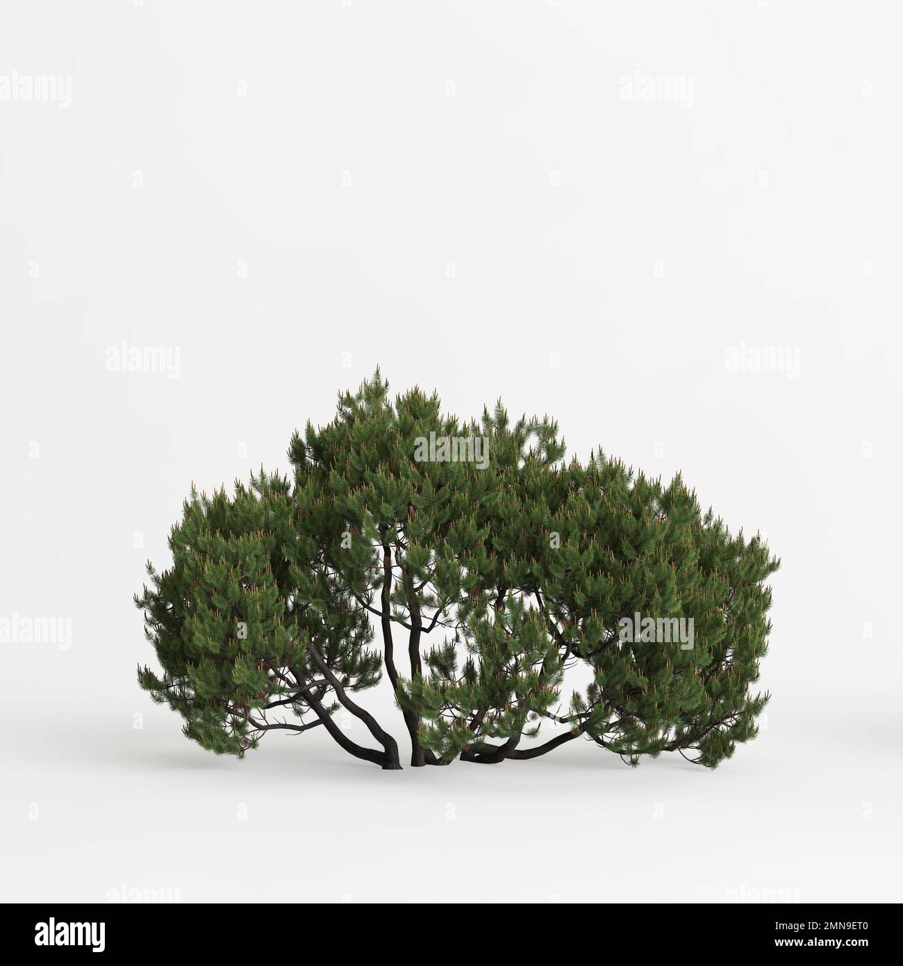 3d illustration of pinus mugo tree 4m isolated on white background Stock Photo