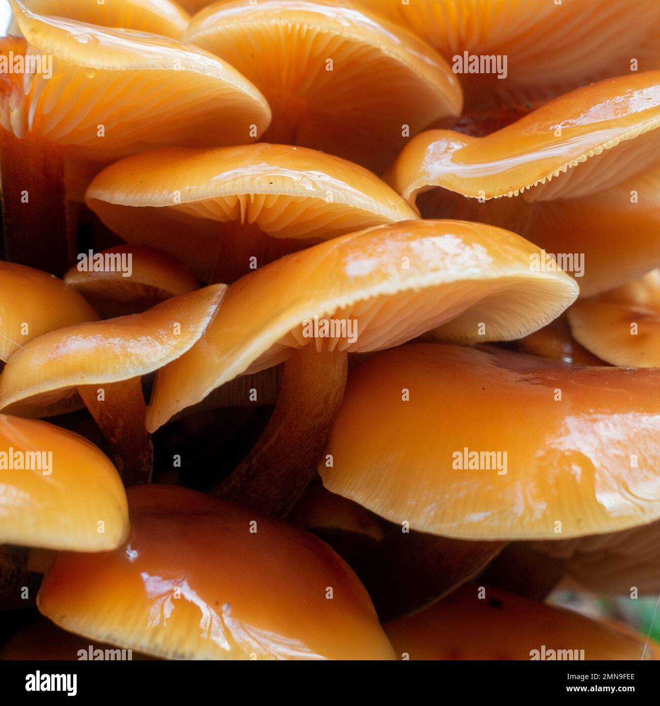 Stunning group of edible Velvet shank fungus Flammulina velutipes growing on dead wood of a tree stump with view of the top of the slimy orange caps. Stock Photo